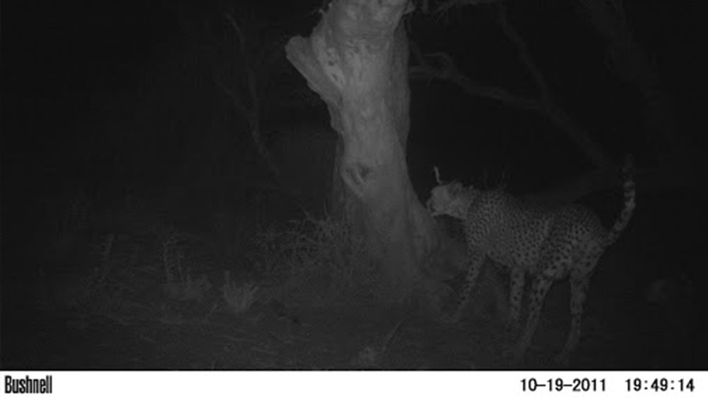 Camera Trap Images from the CCF Ecology Team