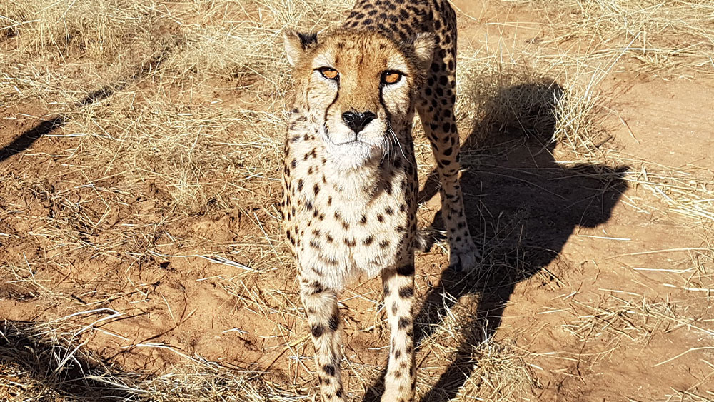 Eulogy for Resident Cheetah Bella