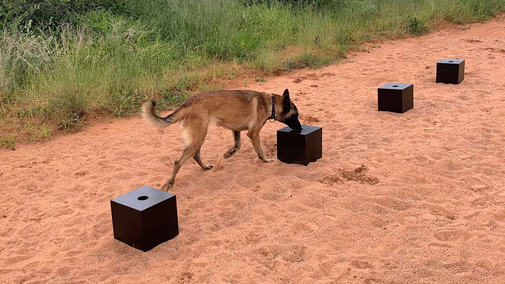 Sniffing Out Cheetahs: Training CCF’s Scat Detection Dogs