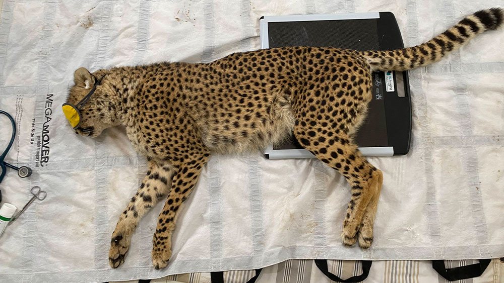 Resident Cheetah Duma Gets Physiotherapy