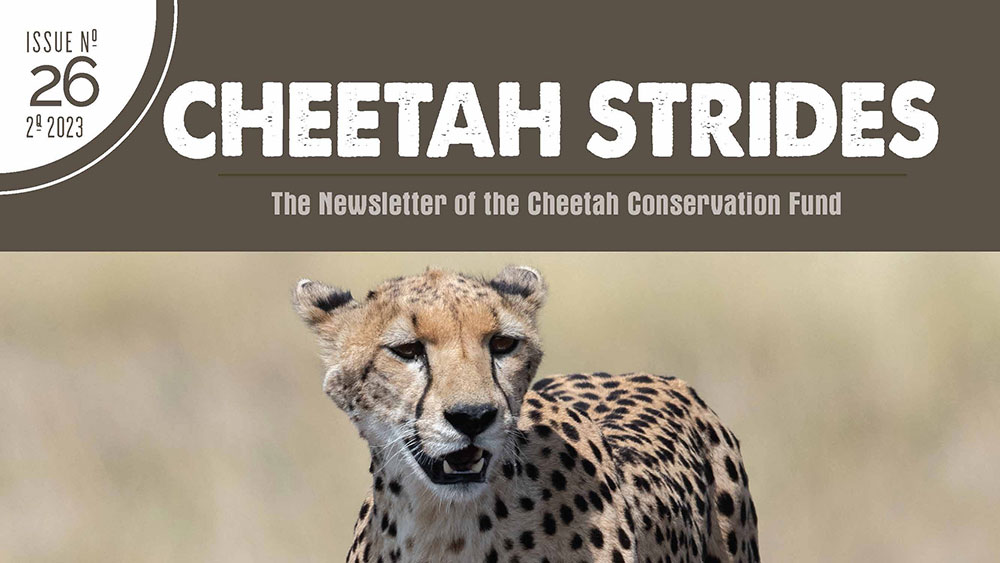 Cheetah Strides No. 26