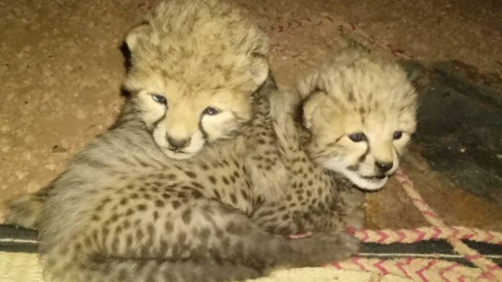 Cheetah Conservation Fund – Trained Wildlife Observers Help Catch Cheetah Traffickers