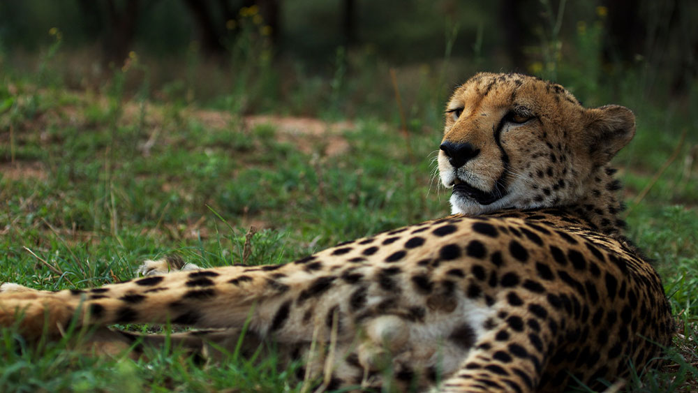 Eulogies for Two Resident Cheetahs – Livingstone and Blondeman (Shunga)