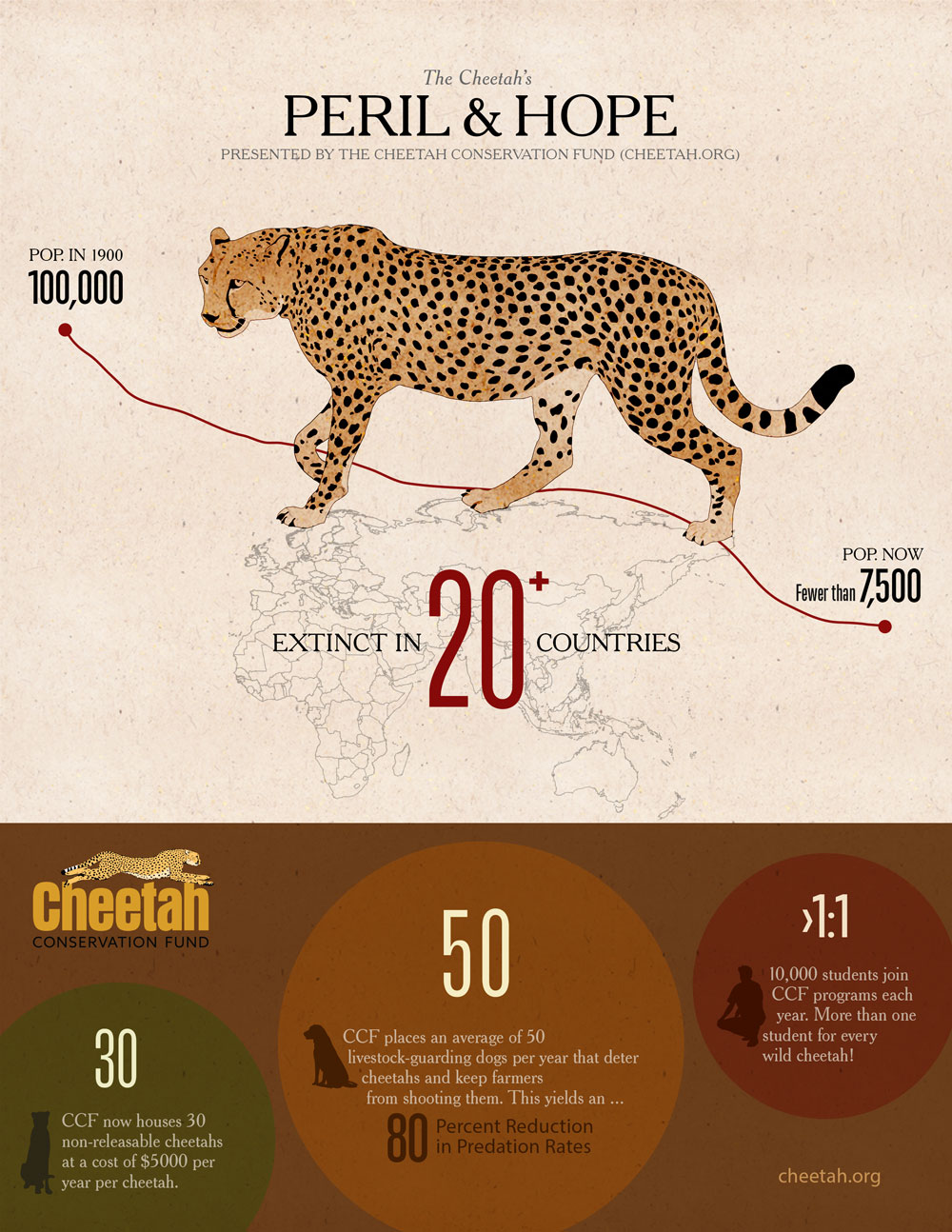 Ways to Give - Infographic on cheetah numbers and how CCF is helping