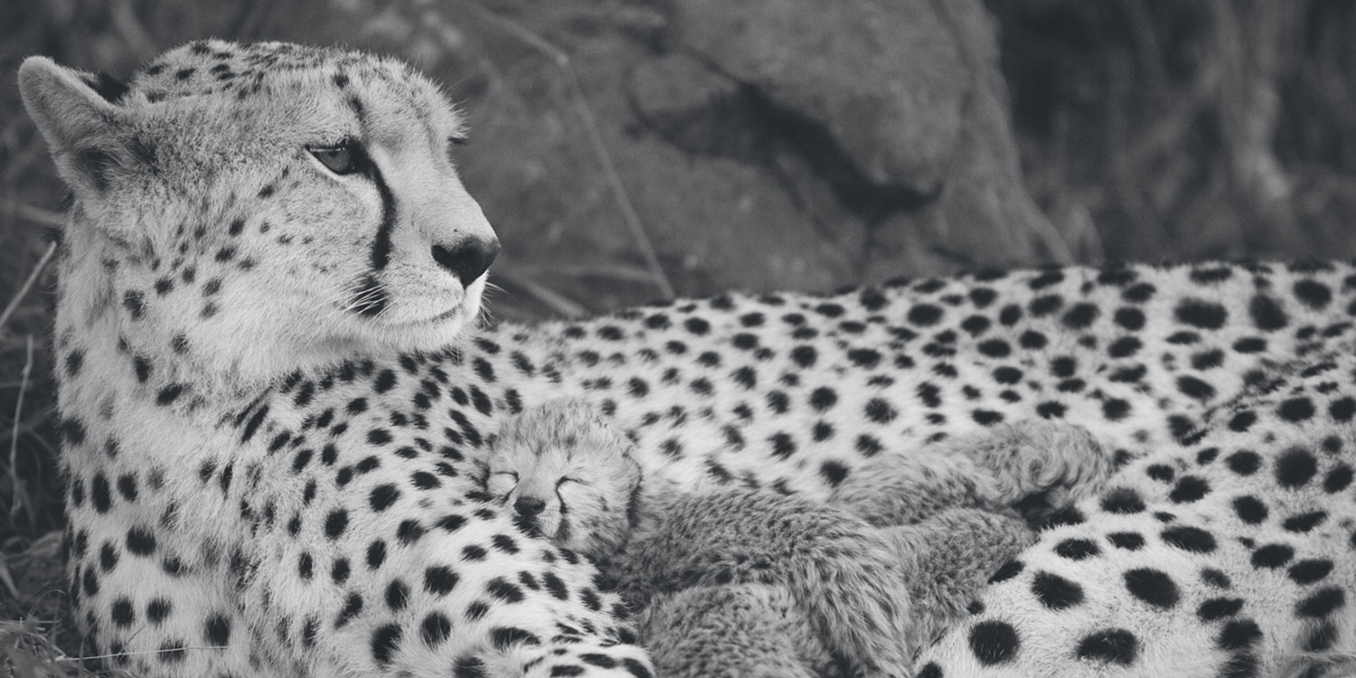 Cheetah Conservation Fund, cheetah cubs with mother