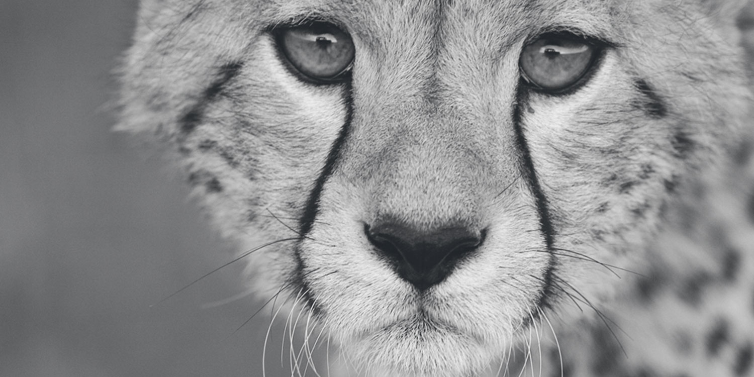 Cheetah Conservation Fund, cheetah up close
