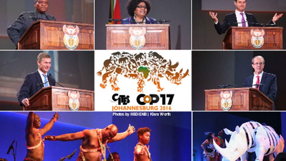 Illegal Cheetah Trade at CITES CoP17 in Johannesburg