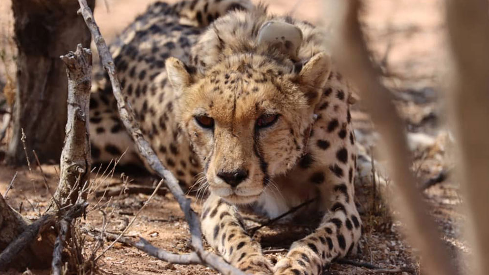 Updates on Released Cheetahs in Erindi Private Game Reserve