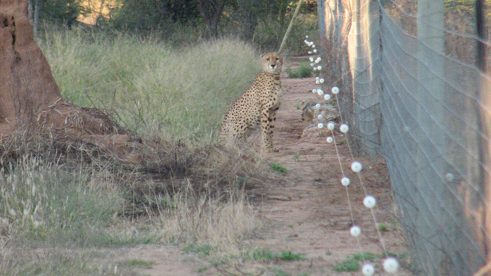 Students Leave, Cheetahs Show Up, And More From The Ecology Team