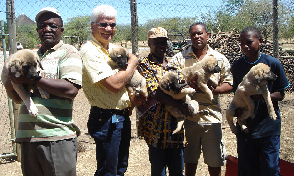 Human Wildlife Conflict mitigation - LGD puppies go home with farmers