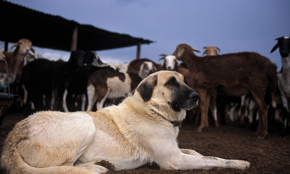 Human Wildlife Conflict - A Livestock Guarding Dog with its flock of goats