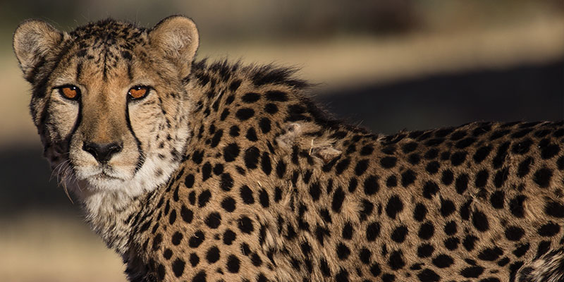 Cheetah Conservation Fund Annual Reports