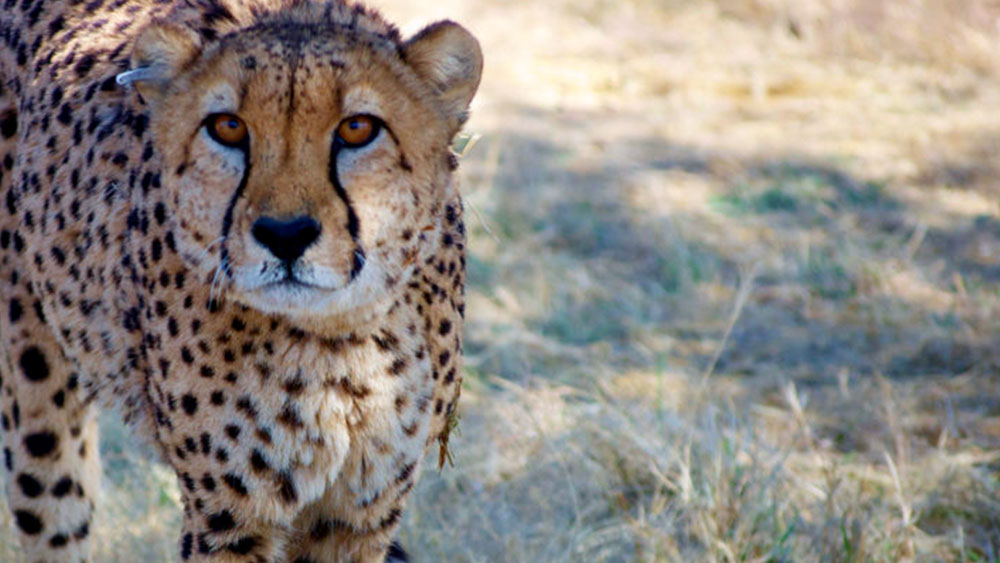 Cheetah Transfer: The Scientists