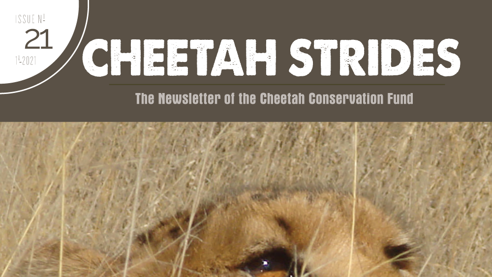 Cheetah Strides No. 21